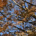 Leaves and branches in an autumn sky, fascination!